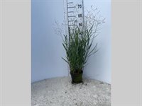 Panicum virg. 'Heavy Metal' 1