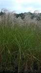 Miscanthus sinensis 'Graziëlla' 1