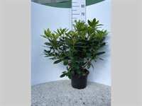 Rhododendron catw. 'Grandiflora' 1