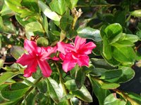 Azalea jap. 'Hino-crimson' 1