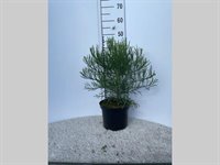 Sequoiadendron giganteum 1