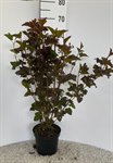 Physocarpus op. 'Diabolo' 1