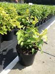 Physocarpus op. 'Dart's Gold' 3