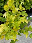 Physocarpus op. 'Dart's Gold' 2