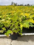 Physocarpus op. 'Dart's Gold' 1
