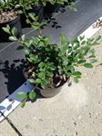 Cotoneaster dammeri 1