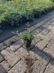 Cotoneaster dammeri 2