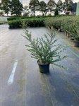 Ilex cren. 'Convexa' 1