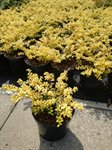 Ilex cren. 'Convexa Gold' 1
