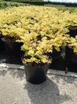 Ilex cren. 'Convexa Gold' 2